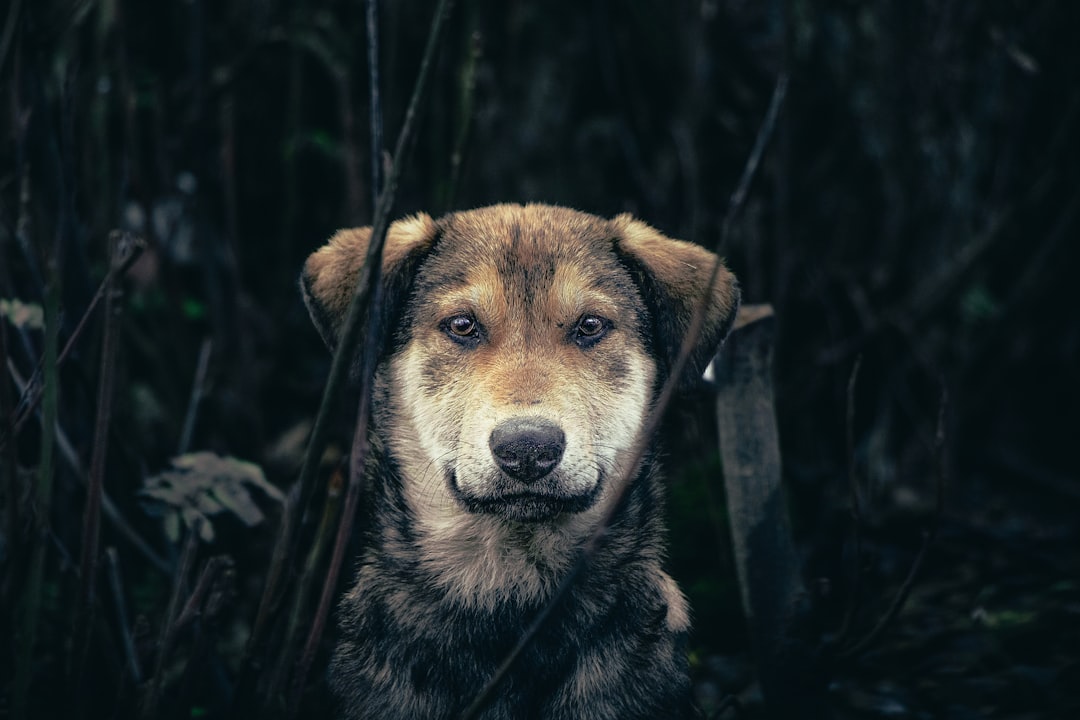 Care Responsibilities During Mental Health Episodes (Image Credits: Unsplash)