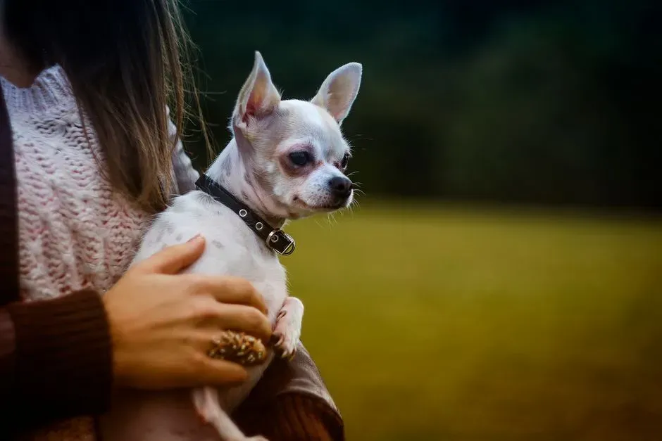 #6 - Calling It "Velcro" Instead of Admitting It's Separation Anxiety (Image Credits: Pexels)