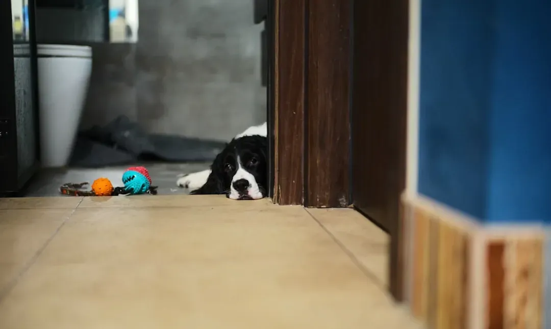 #9 - Hallway Mess vs. Controlled Dog Mess Tells Two Very Different Stories (Image Credits: Unsplash)