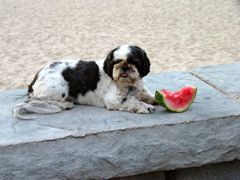 Watermelon – Hydration with a Side of Vitamins (Image Credits: Flickr)