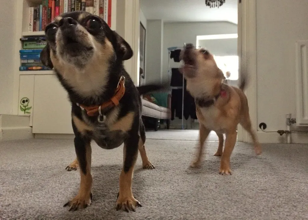 The Chihuahua: Small Dog, Enormous Opinions (Su--May, Flickr, CC BY 2.0)