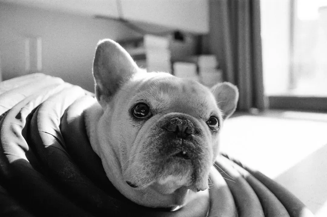 14. French Bulldog: Cute, Trendy, and Dangerously Heat-Sensitive (Image Credits: Unsplash)