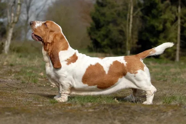 The Mellow Basset Hound: Patience Personified (Image Credits: Wikimedia)
