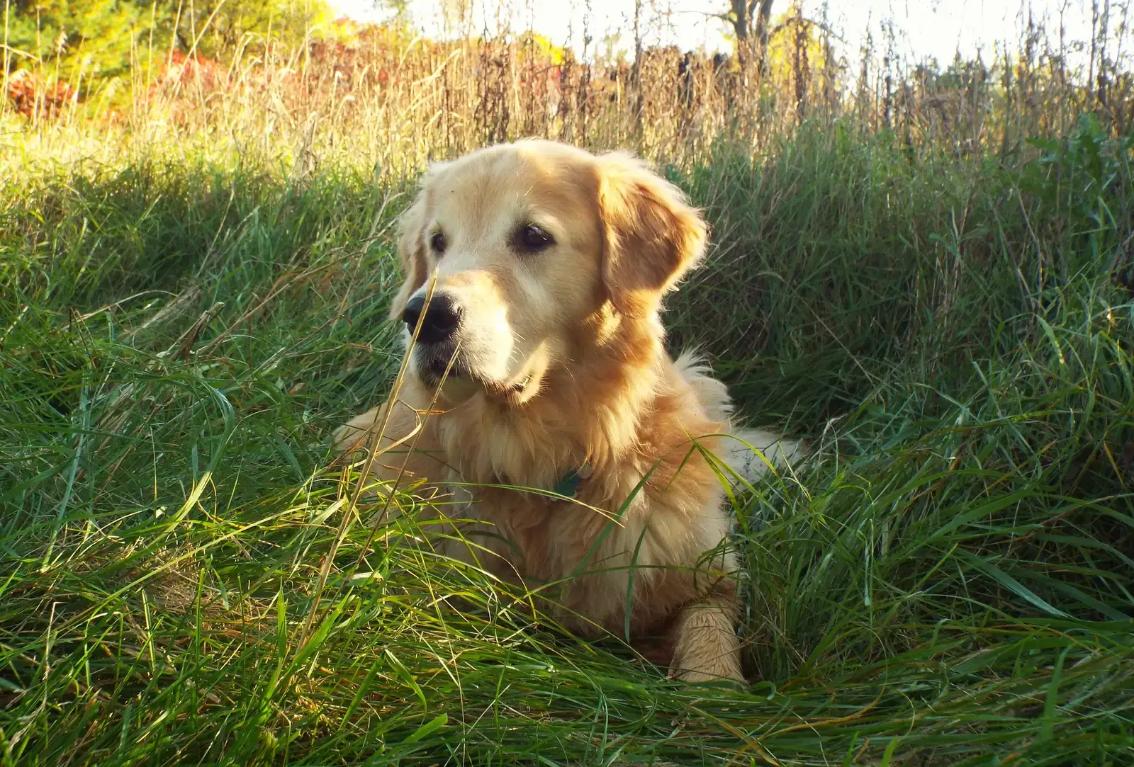 Golden Retrievers: Emotional Sponges With Life‑Saving Instincts (By David Whelan, CC0)