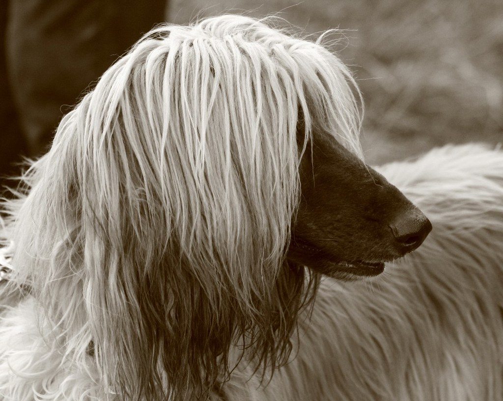 Afghan Hound: The Elegant Independent (Image Credits: Flickr)