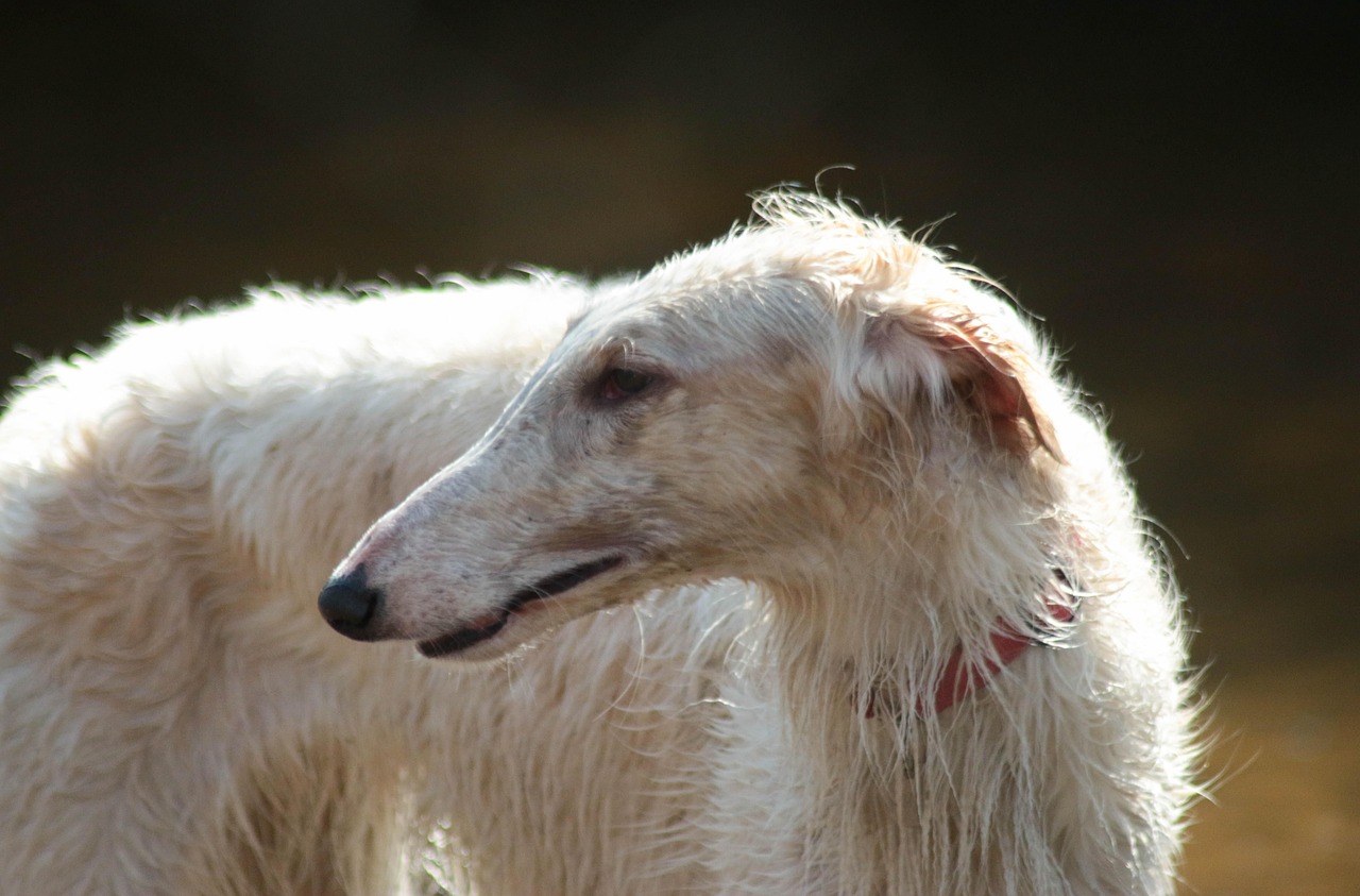 Borzoi: The Elegant Escape Artist (Image Credits: Pixabay)