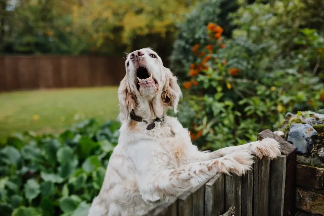 #10 - Other Dogs Barking Through Walls or Fences (Image Credits: Unsplash)