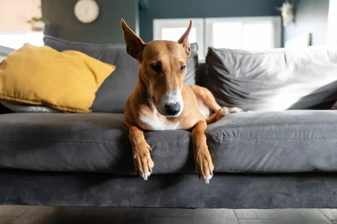 #13. Whippet: The Sensitive, Serene Sprinter (Image Credits: Unsplash)