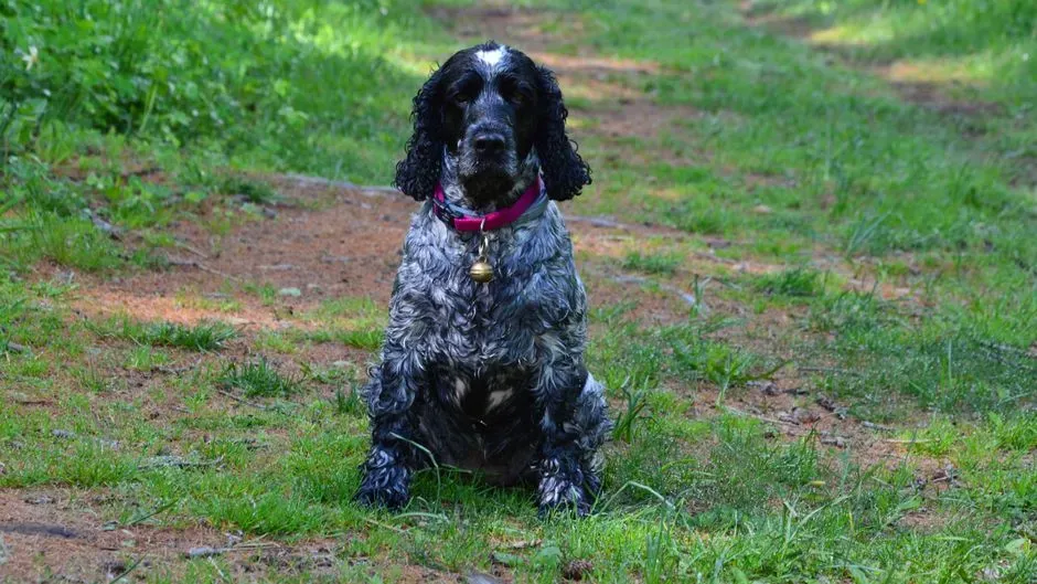 3. Cocker Spaniel – Sensitive Sweetheart on an Emotional Rollercoaster (Image Credits: Pexels)