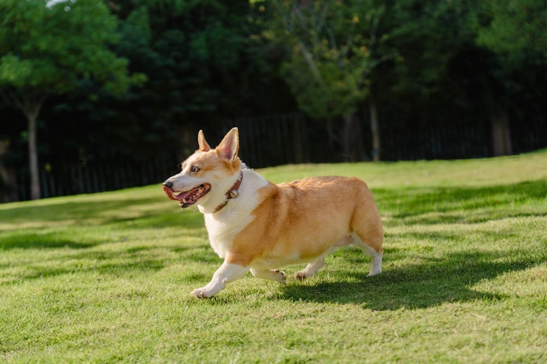 Pembroke Welsh Corgi: The Royal Comedian (Image Credits: Unsplash)