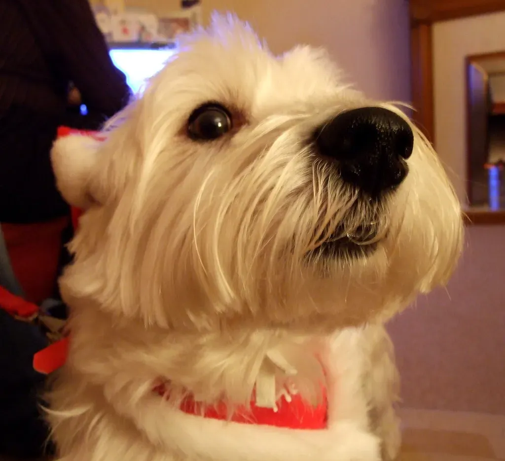 Now, Meet the 5 Breeds That Would Really Rather Stay Home (Image Credits: Flickr)