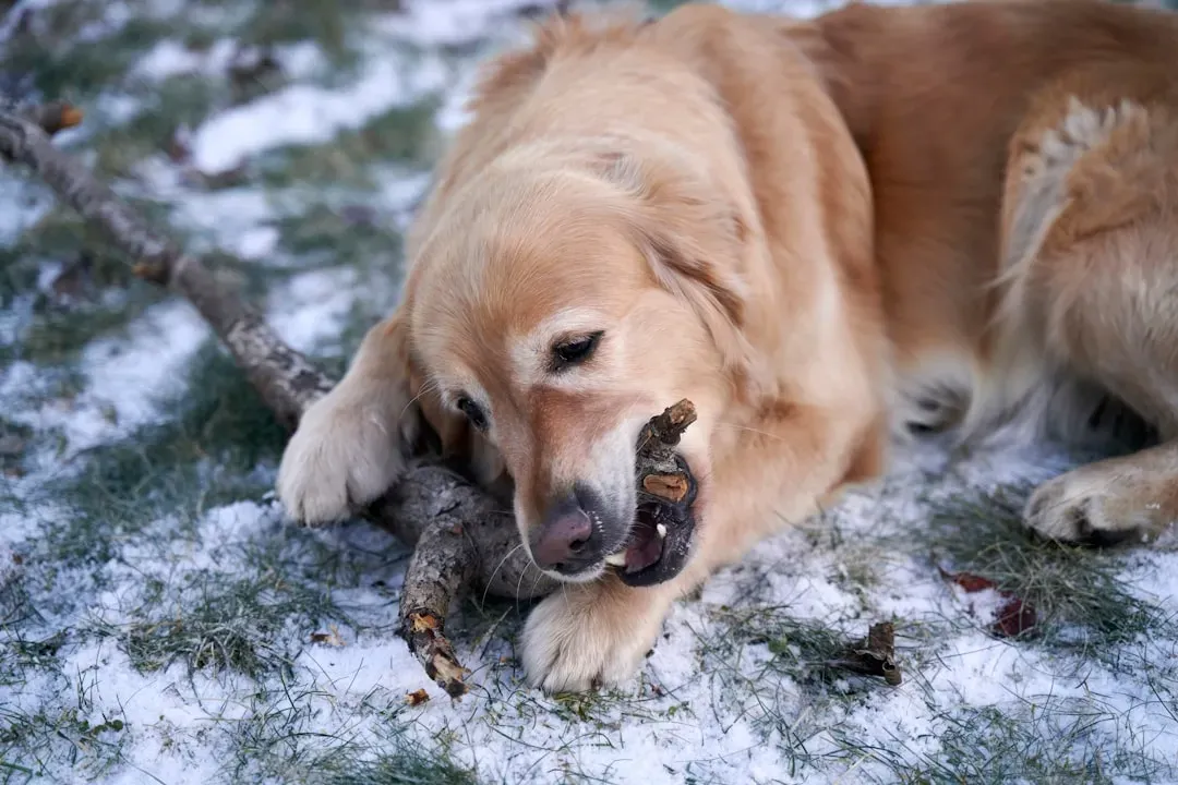 How to Care Better for a Quiet But High-Energy Dog (Image Credits: Unsplash)