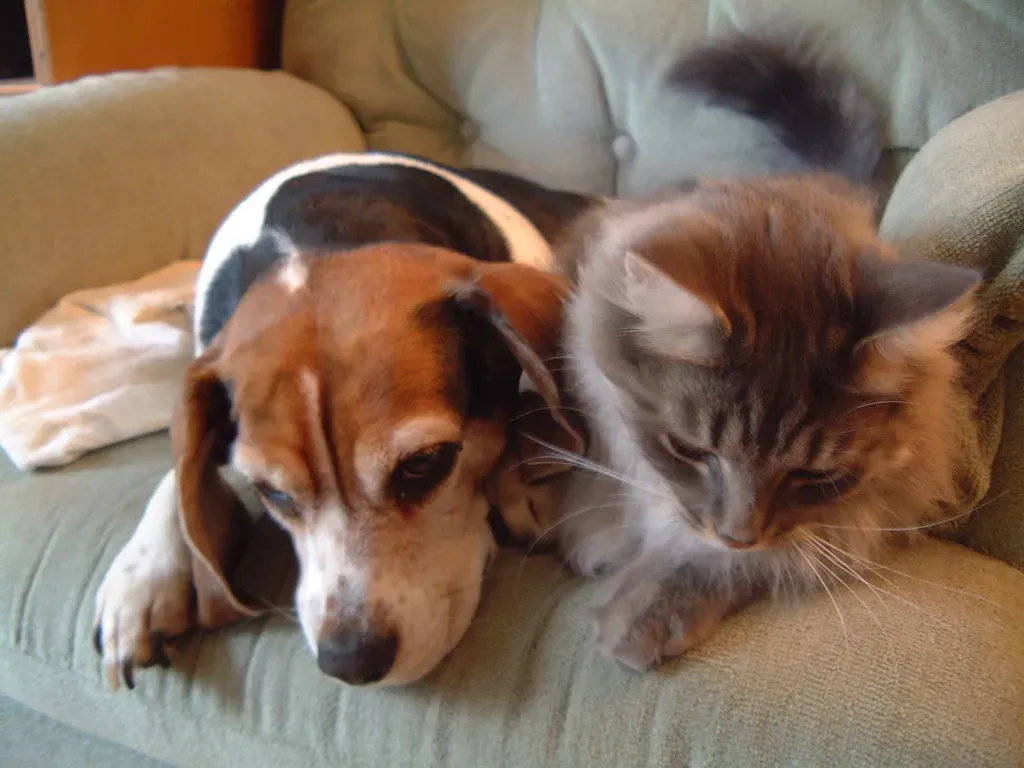 Beagle (Image Credits: Flickr)