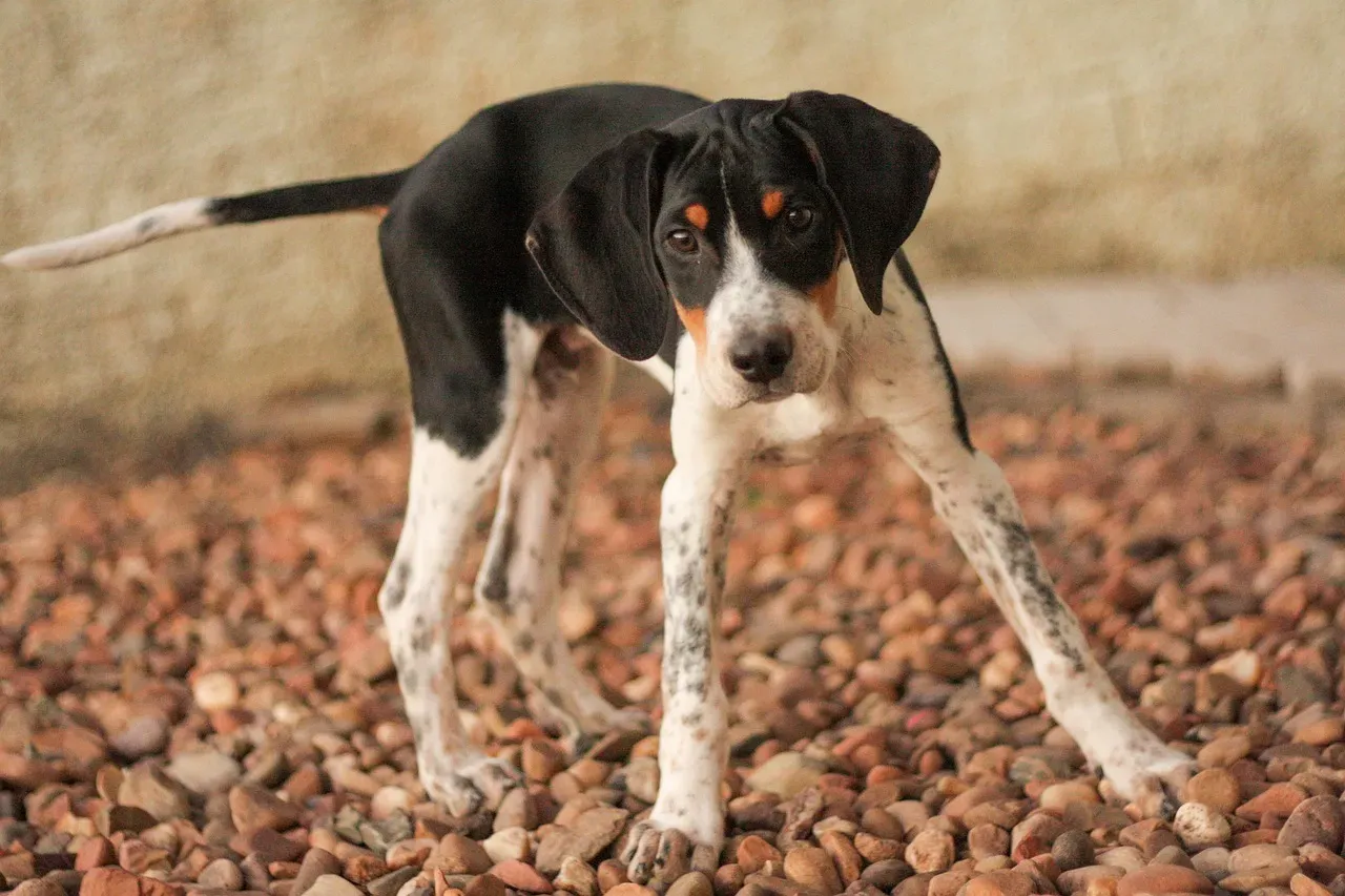 15. American Foxhound and Similar Hounds: Athletic but Low-Maintenance (Image Credits: Pixabay)