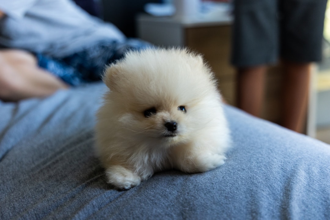 Pomeranian (Image Credits: Unsplash)
