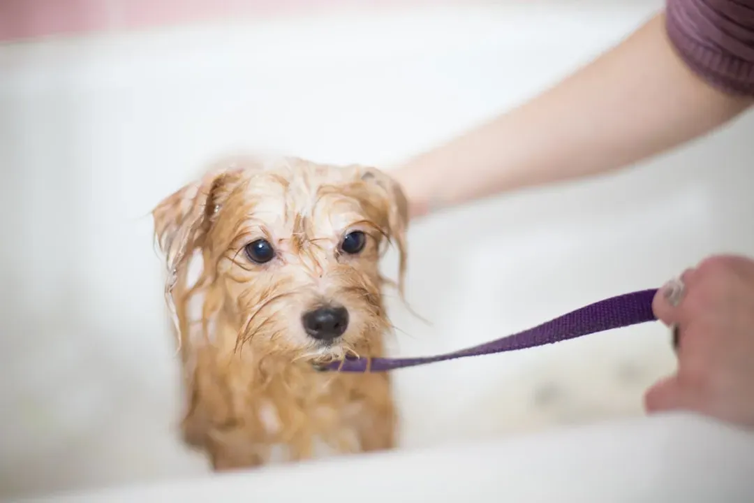 #10 - The Weekly Grooming or Bath Routine (Image Credits: Unsplash)