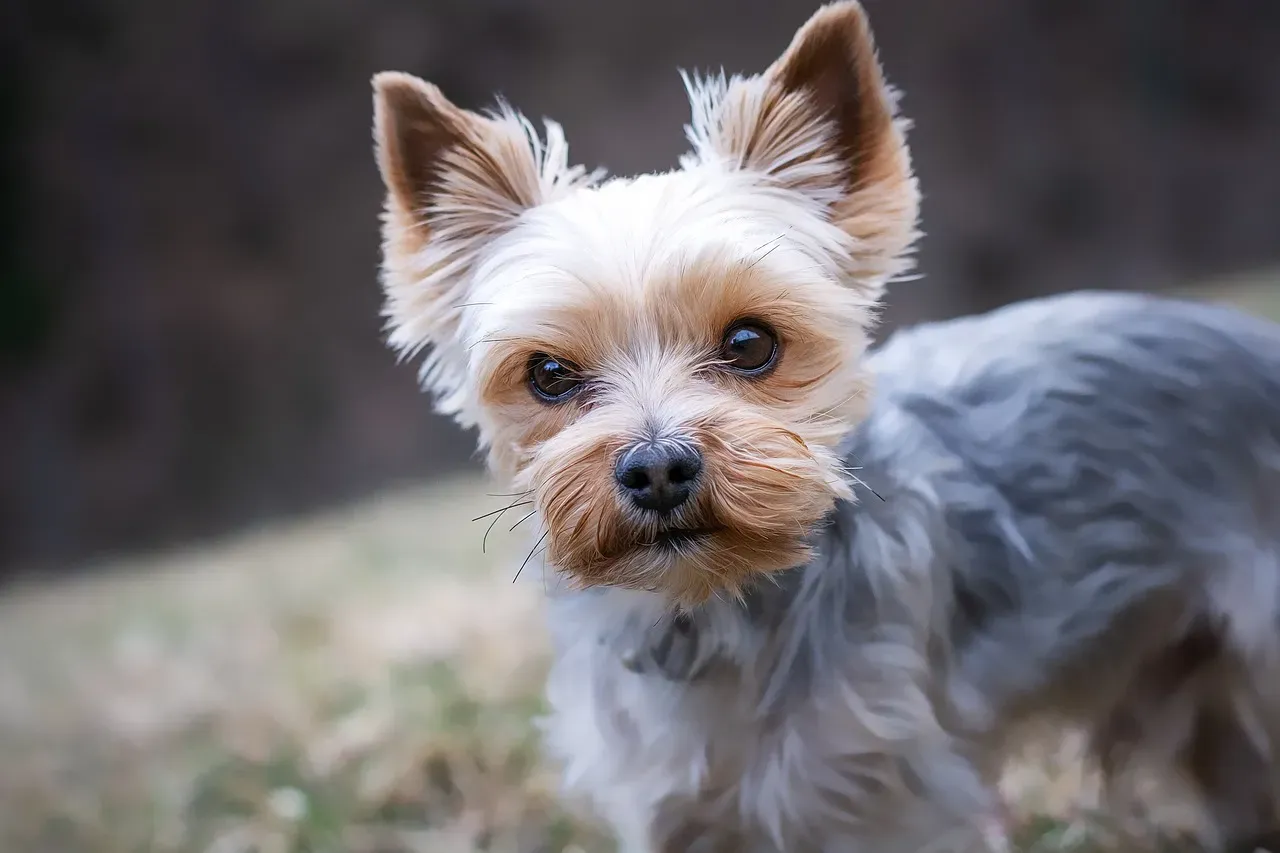 Yorkshire Terrier: Tiny Dog, Big Opinions (Image Credits: Pixabay)