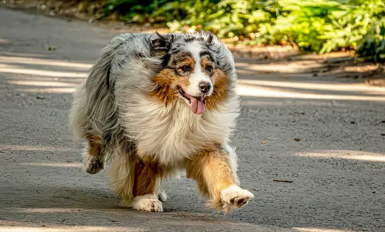 1. Following You From Room to Room (Your Walking Shadow of Loyalty) (Image Credits: Pixabay)