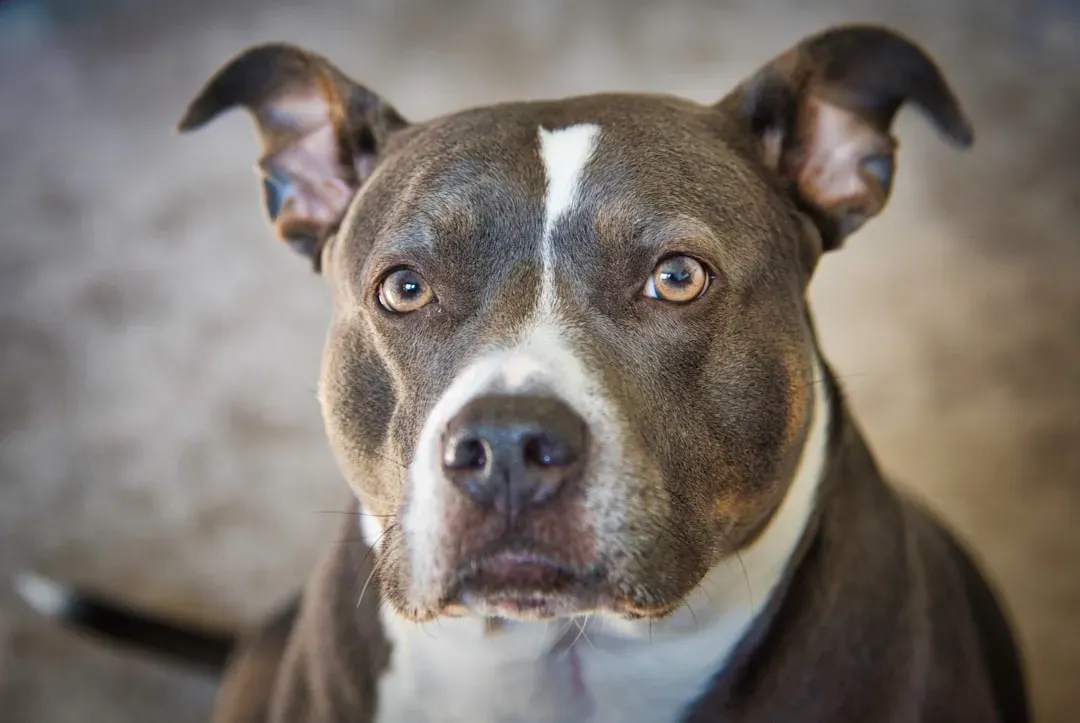 #12. Gemini: The Curious Connector Who Gives the Dog a Voice (Image Credits: Unsplash)