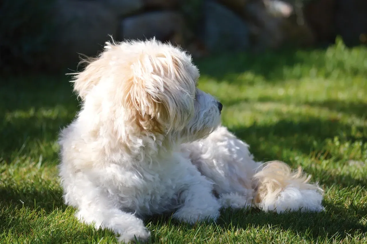 Creating a Balanced Life for Your Solitude-Seeking Dog (Image Credits: Pixabay)