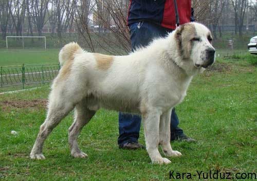 Alabai (Central Asian Shepherd) (Image Credits: Wikimedia)
