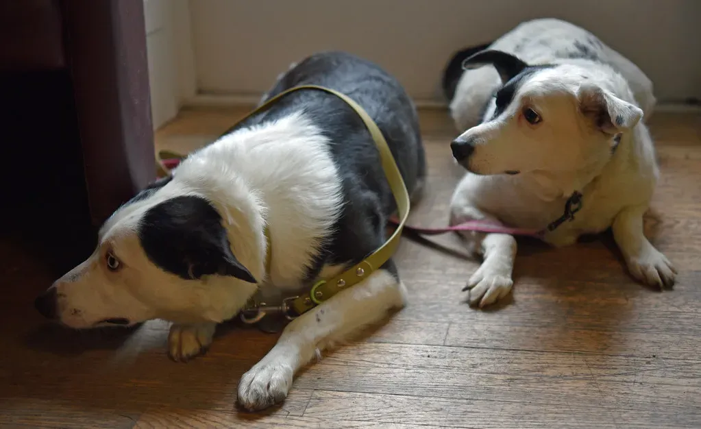 When Your Dog Turns Their Back on You: Trust, Not Disrespect (conall.., Flickr, CC BY 2.0)