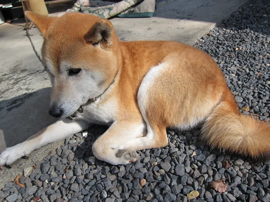 Shiba Inu (Yuya Tamai, Flickr, CC BY 2.0)