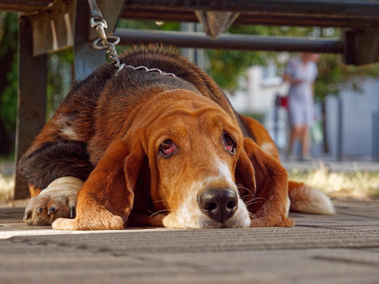 Physical Signs Your Dog Misses You (Image Credits: Pixabay)
