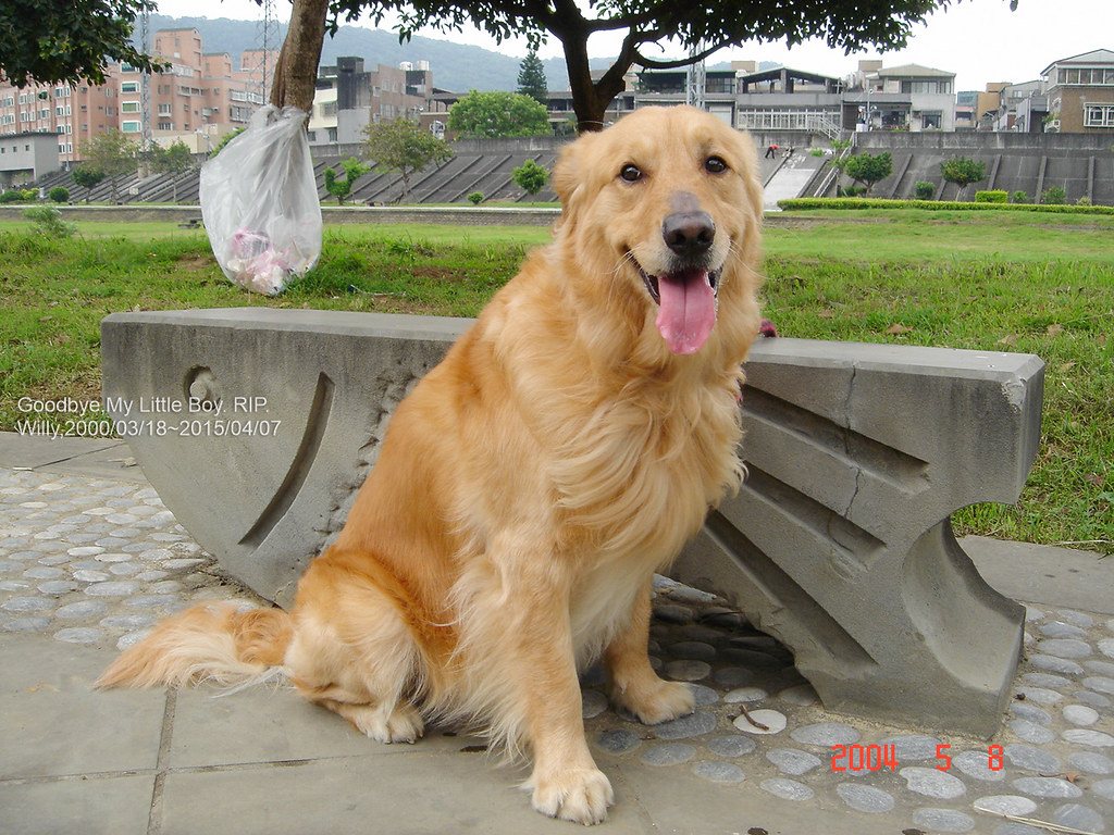 Golden Retrievers: Flexible Family Champions (Image Credits: Flickr)