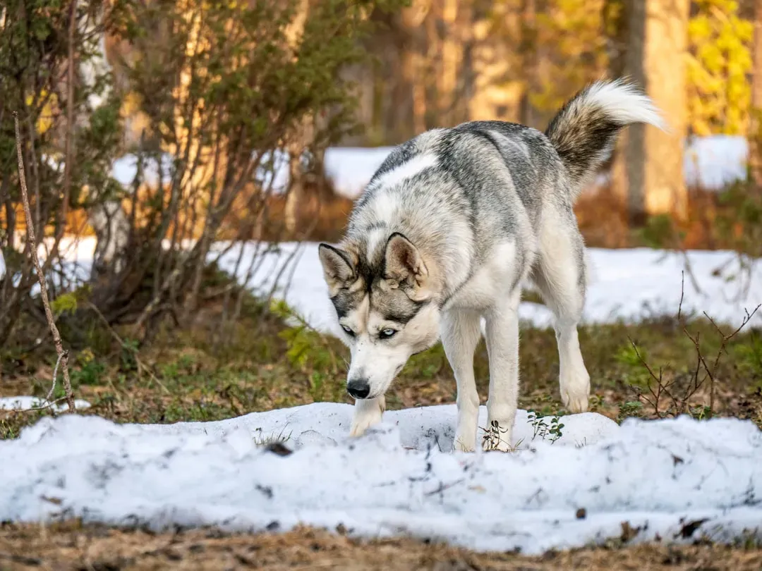 Siberian Huskies: Arctic Adventurers (Image Credits: Unsplash)