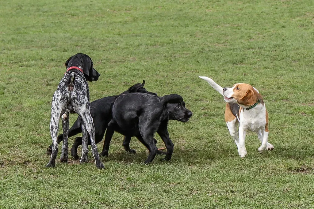 Gemini Rising: The Playful Beagle (frank.shepherd, Flickr, CC BY-SA 2.0)