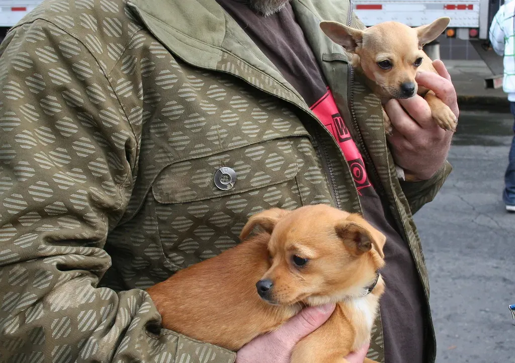 Sign 2: Pacing, Restlessness, and the Inability to Settle Down (Sarah Mirk, Flickr, CC BY 2.0)