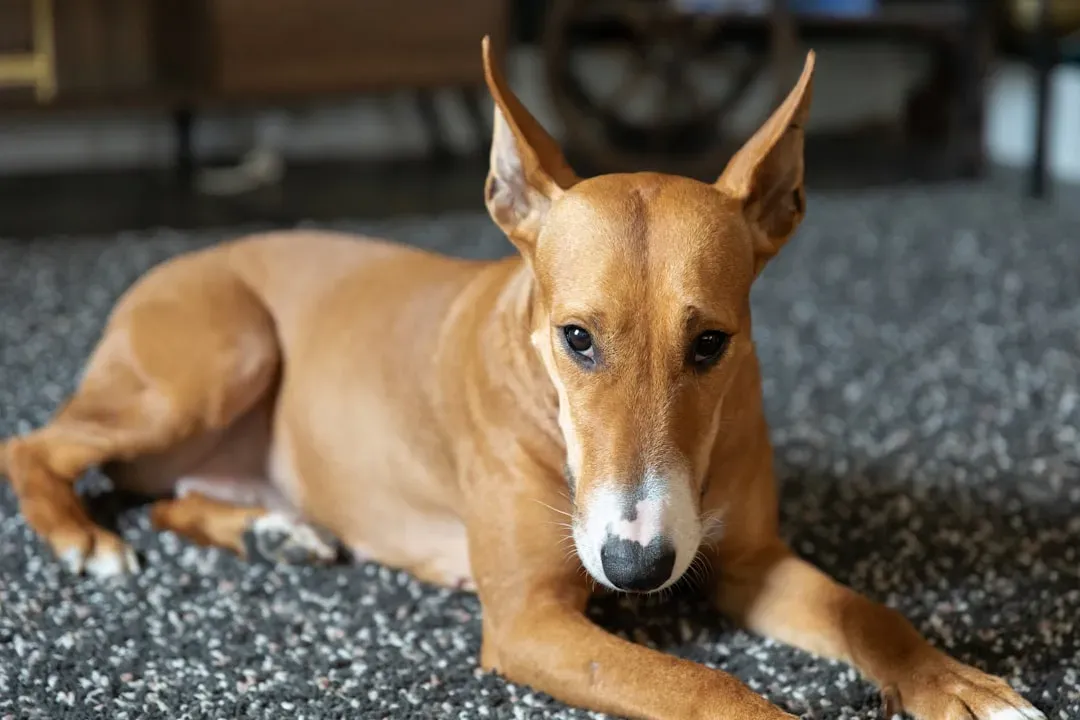 12. Whippet (Image Credits: Unsplash)