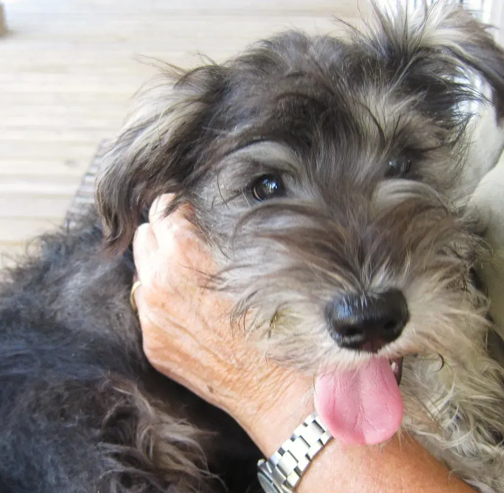 #20 - Standard Schnauzer: Bold, Smart, and Quietly Impressive (jeffreyw, Flickr, CC BY 2.0)