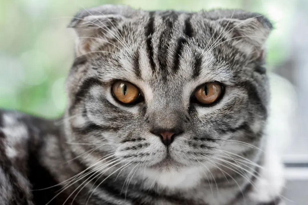 9. American Curl: Unique Ears Without Extreme Upkeep (Image Credits: Unsplash)