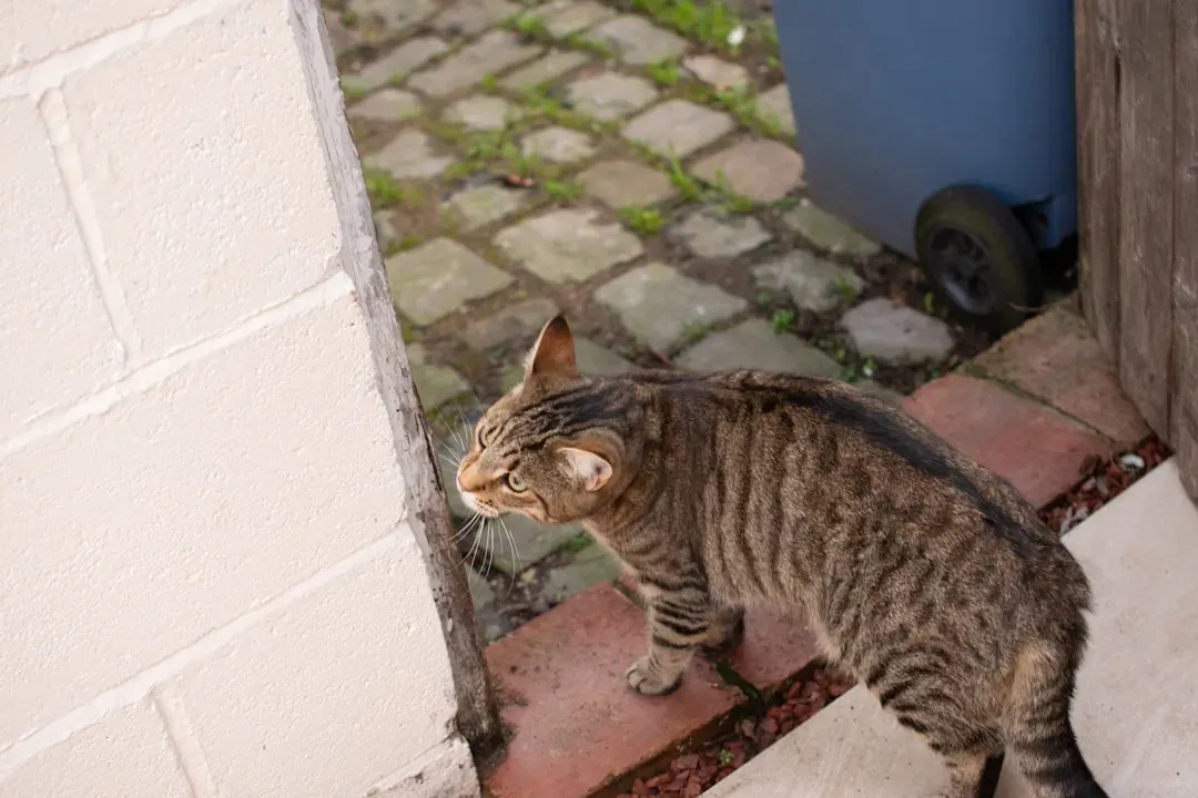 4. They Patrol the House Like Security Staff (Image Credits: Unsplash)