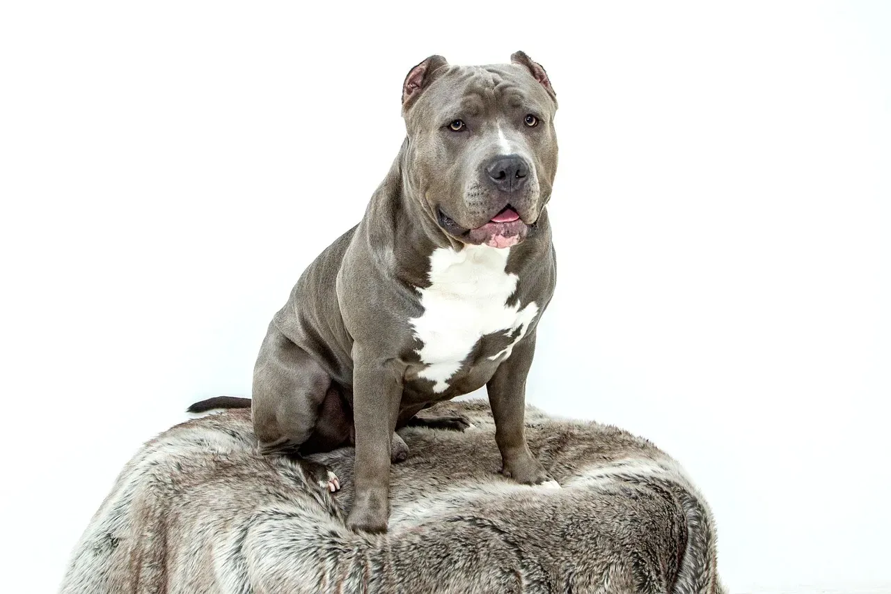 4. American Pit Bull Terrier and Staffordshire Terrier: More Common Than People Think (Image Credits: Pixabay)