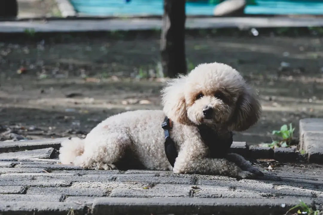 13. Toy Poodle (Image Credits: Unsplash)