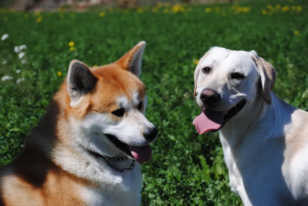 Akita: The Noble Guardian Who Doesn't Share Well (Image Credits: Pixabay)