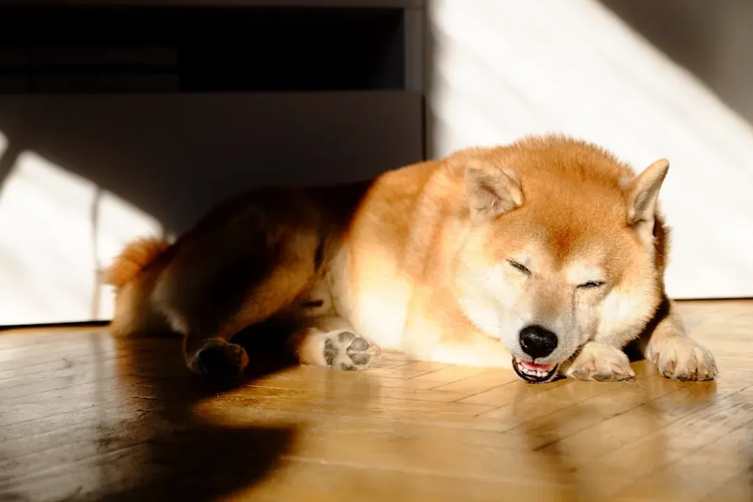 Your Cleaning Cupboard Could Be a Silent Threat (Image Credits: Unsplash)