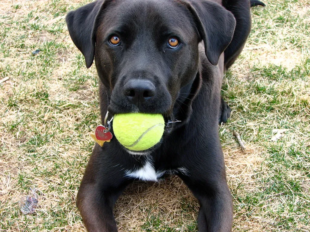 Tennis Balls Meet Old T-Shirts: Fetch Just Got Better (Image Credits: Flickr)