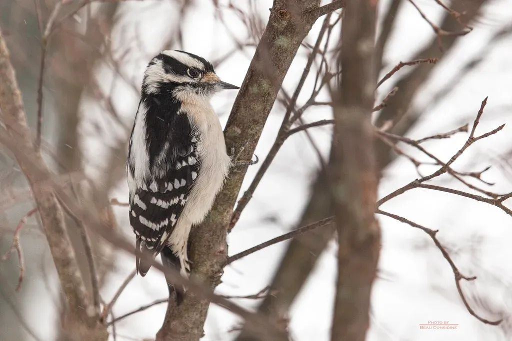 6. Downy Woodpecker: The Tiny Drummer (Image Credits: Flickr)