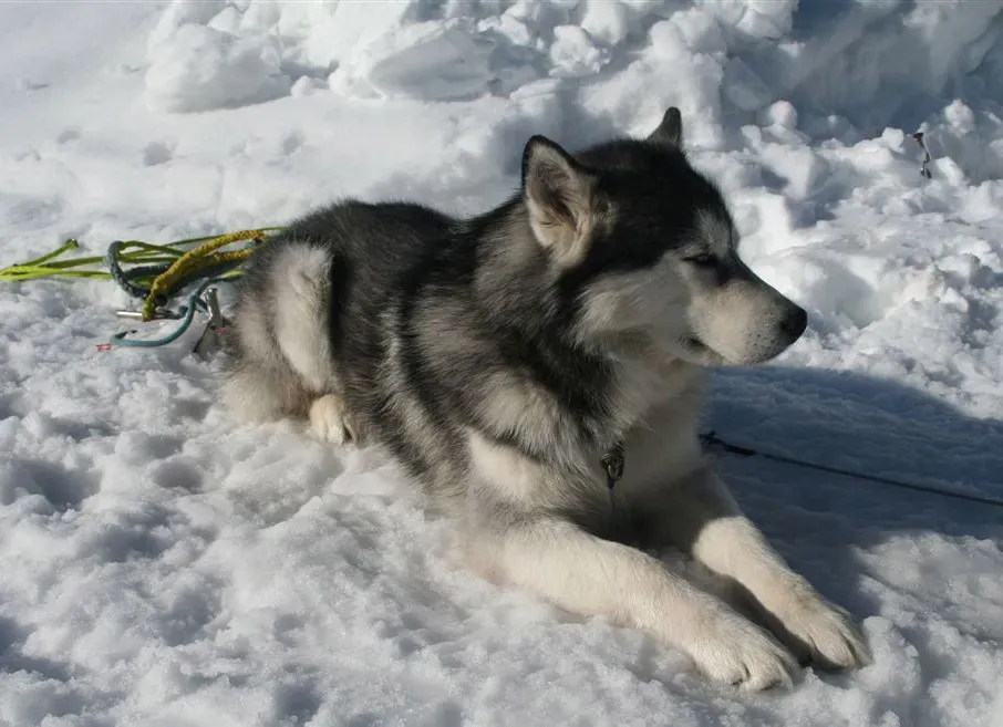 Why Your Husky Loves Snow More Than Almost Anything (Image Credits: Wikimedia)