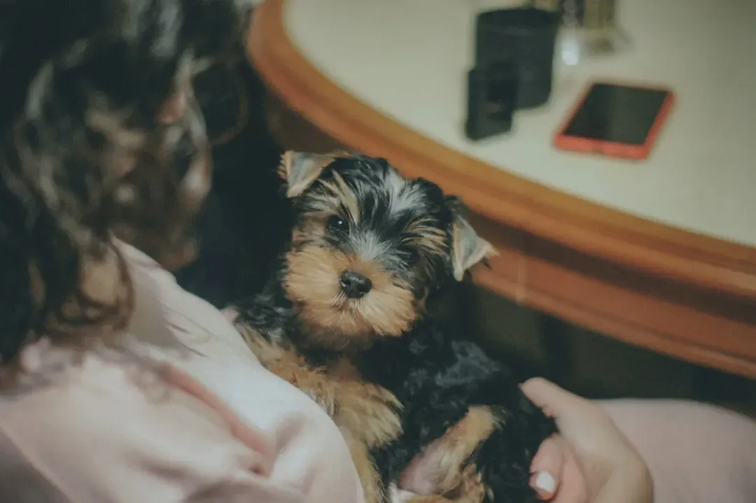 Yorkshire Terrier (Image Credits: Unsplash)