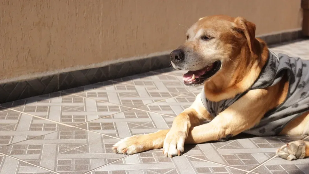 Reason 3 Vets Say You Should: Spayed Dogs Tend to Live Longer on Average (Image Credits: Unsplash)