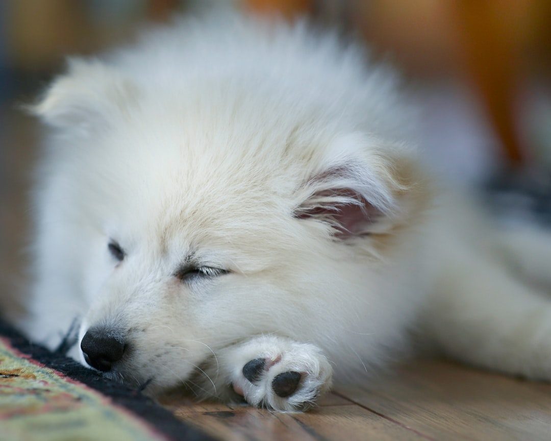 Why Dogs Twitch During Sleep (Image Credits: Unsplash)