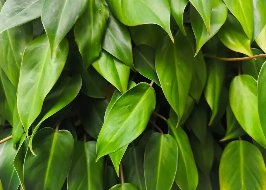 5. Philodendron: The Classic Tropical That Bites Back (Image Credits: Pexels)