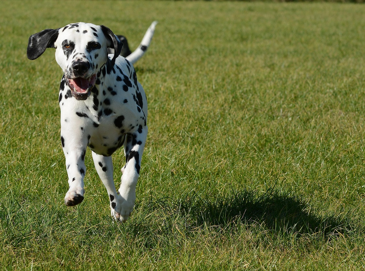 Dalmatian - The Spotted Endurance Champion (Image Credits: Pixabay)