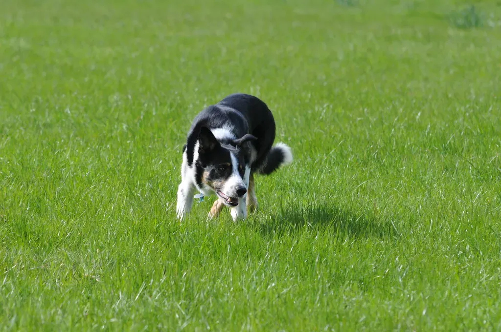 #4 The Obsession With Movement: Kids, Cats, and Vacuum Cleaners (ArbutusRidge, Flickr, CC BY 2.0)