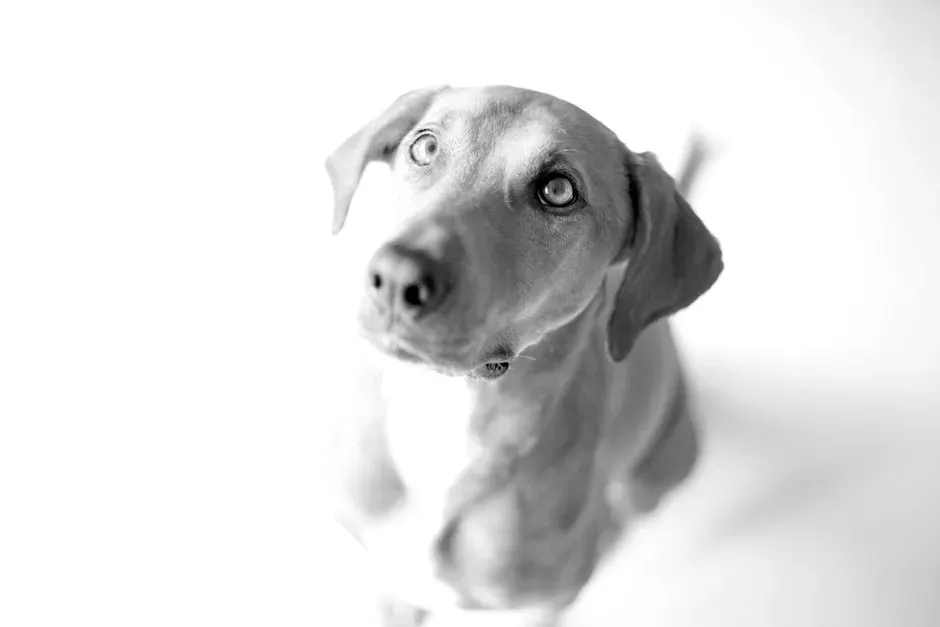 Seeking Approval: Am I Doing This Right? (Image Credits: Pexels)
